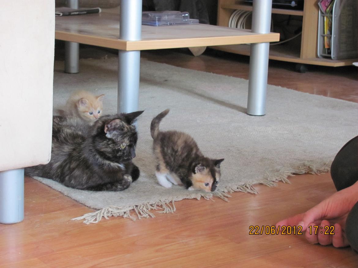 Huskat Maggie billede 16