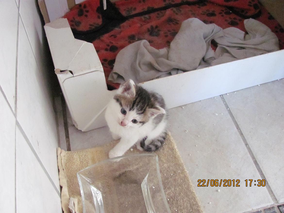 Huskat Kira billede 12