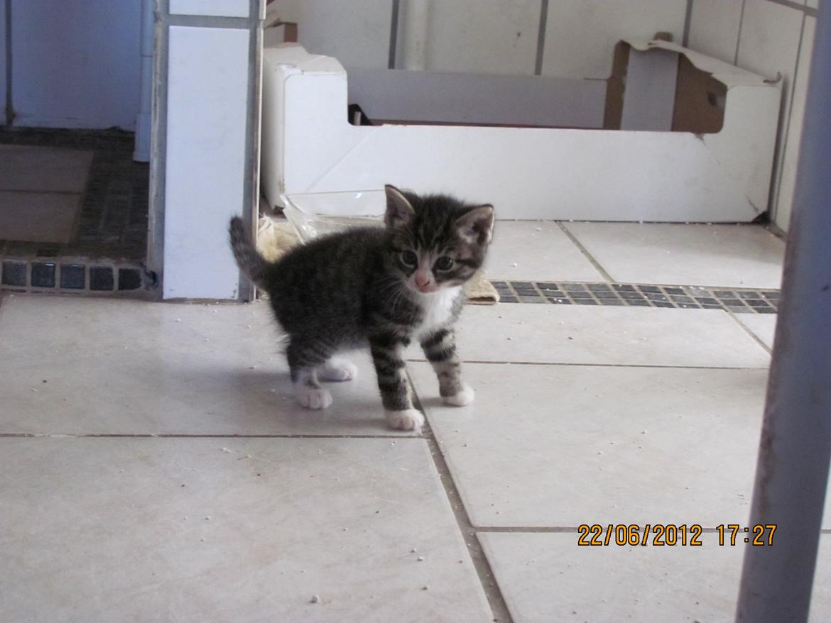 Huskat William billede 11