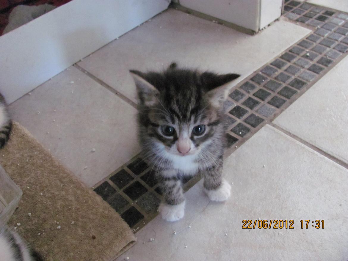Huskat William billede 1