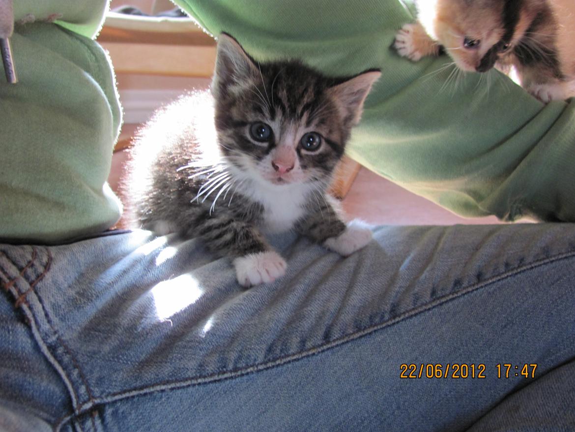Huskat William billede 12