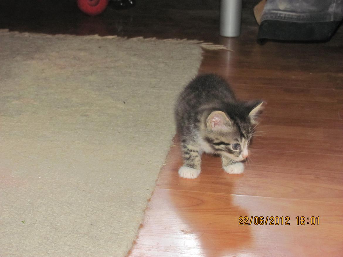 Huskat William billede 13