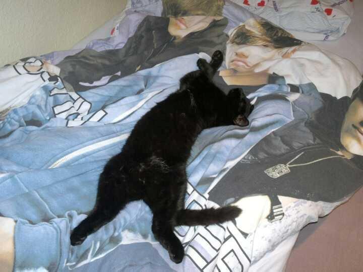 Huskat Tyson, fede dyr <3 - Han sover inde i min seng det skøre dyr altså ;-) 
:Foto: Julie Ingerslev (mig)  billede 12