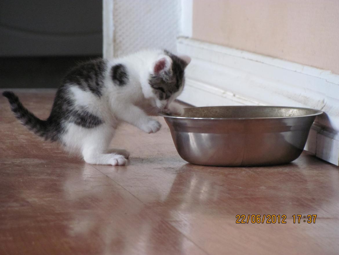 Huskat Uno billede 12