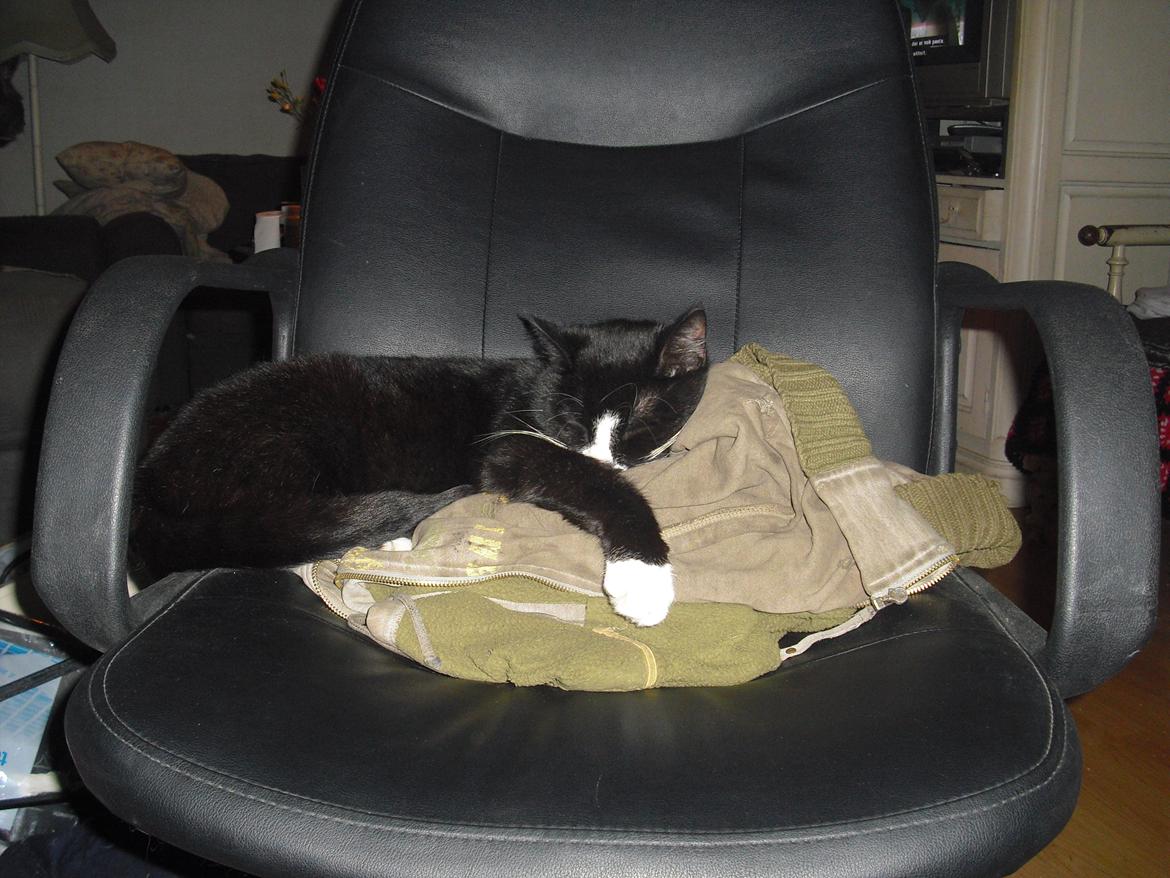 Huskat Ulla aka ulle billede 9