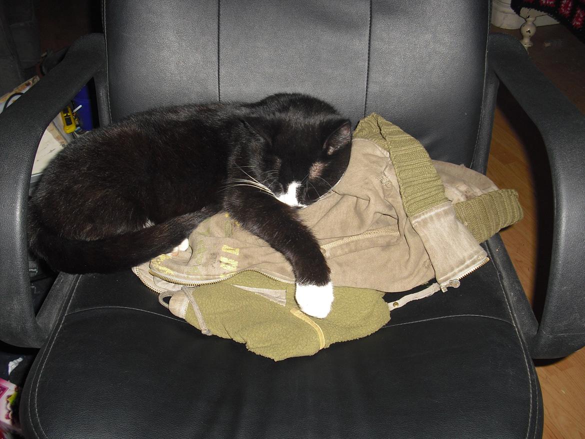 Huskat Ulla aka ulle billede 10