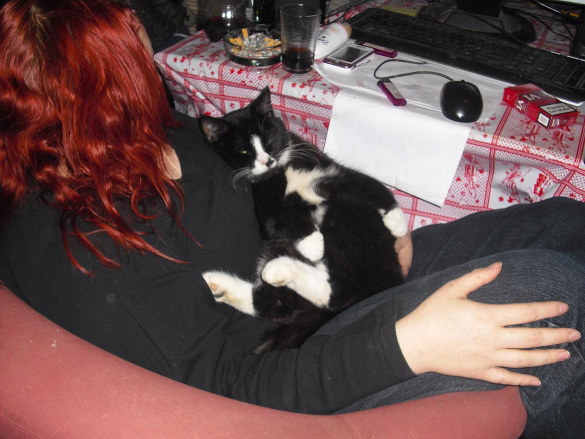 Huskat Ulla aka ulle billede 11