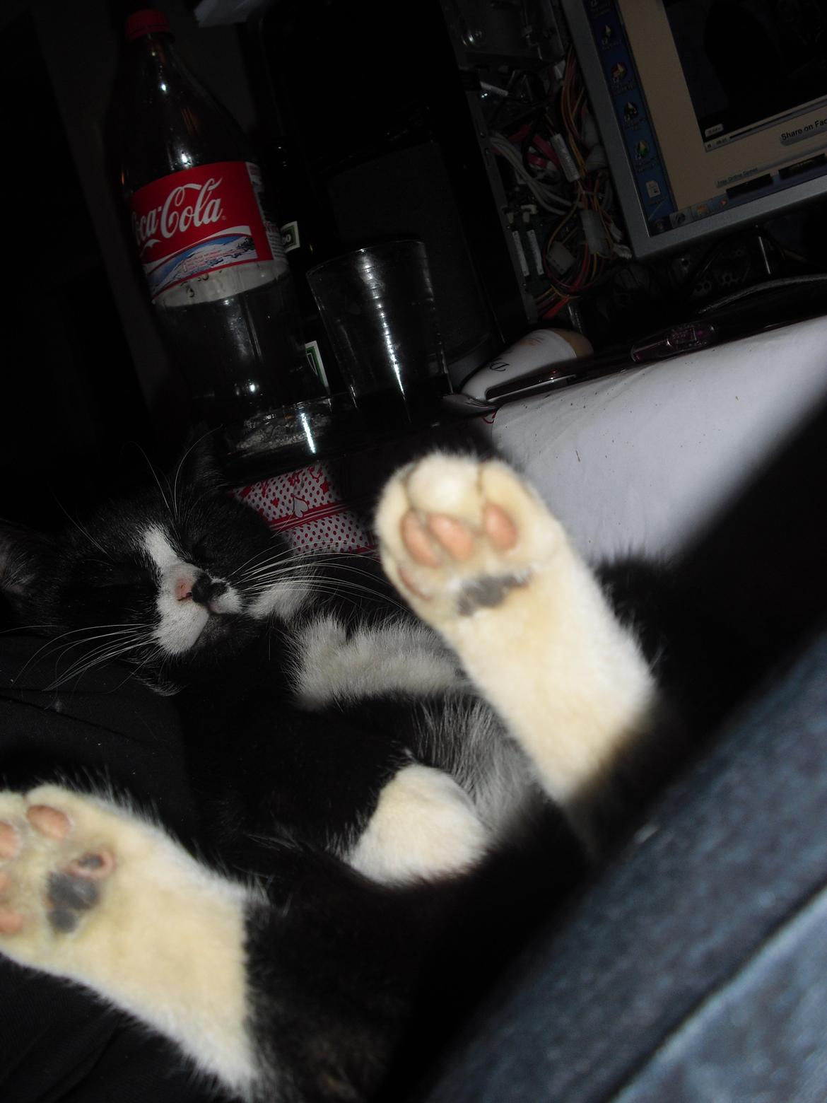 Huskat Ulla aka ulle billede 12