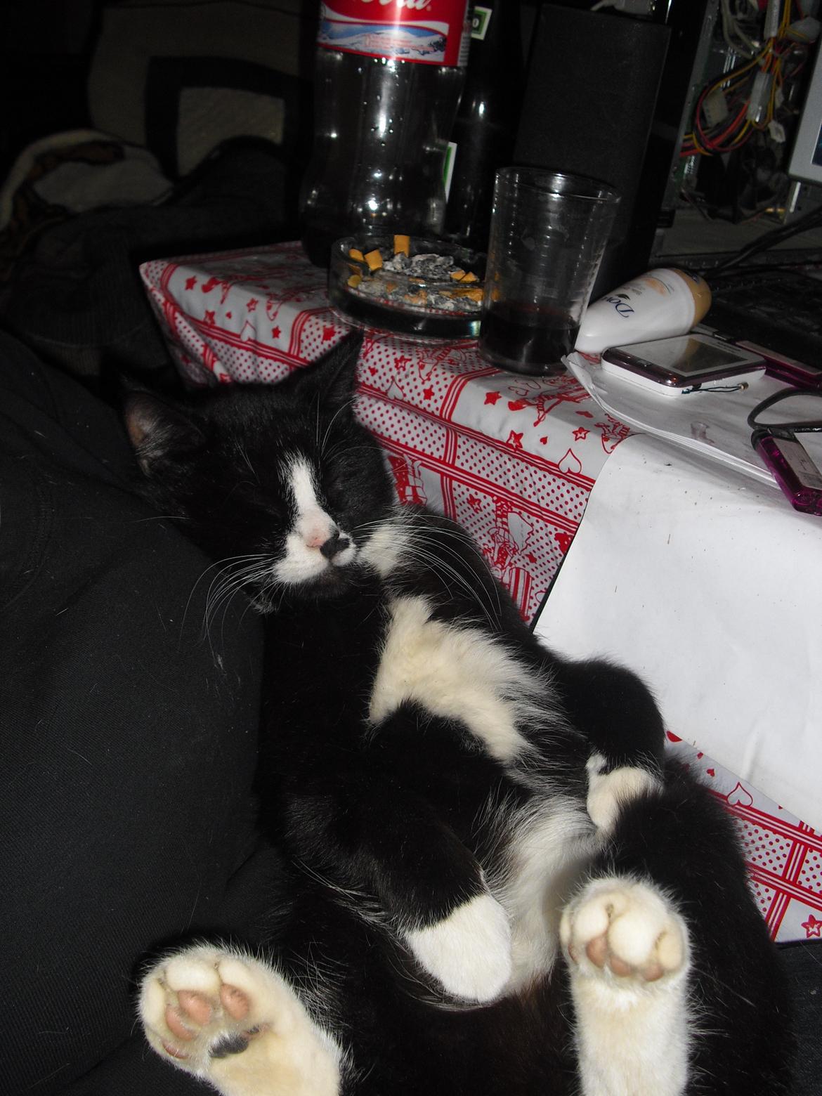 Huskat Ulla aka ulle billede 13