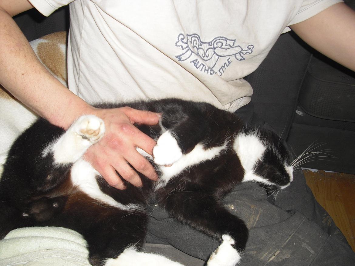 Huskat Ulla aka ulle billede 15