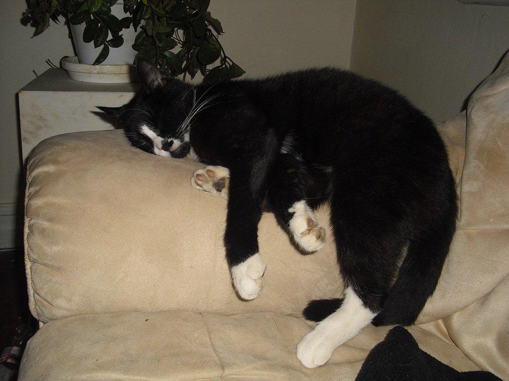 Huskat Ulla aka ulle - Tager sig en ordentlig slapper:D billede 1