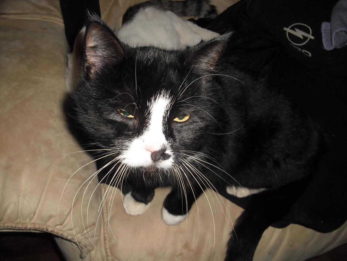 Huskat Ulla aka ulle billede 16