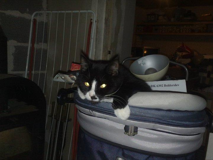 Huskat Ulla aka ulle billede 17