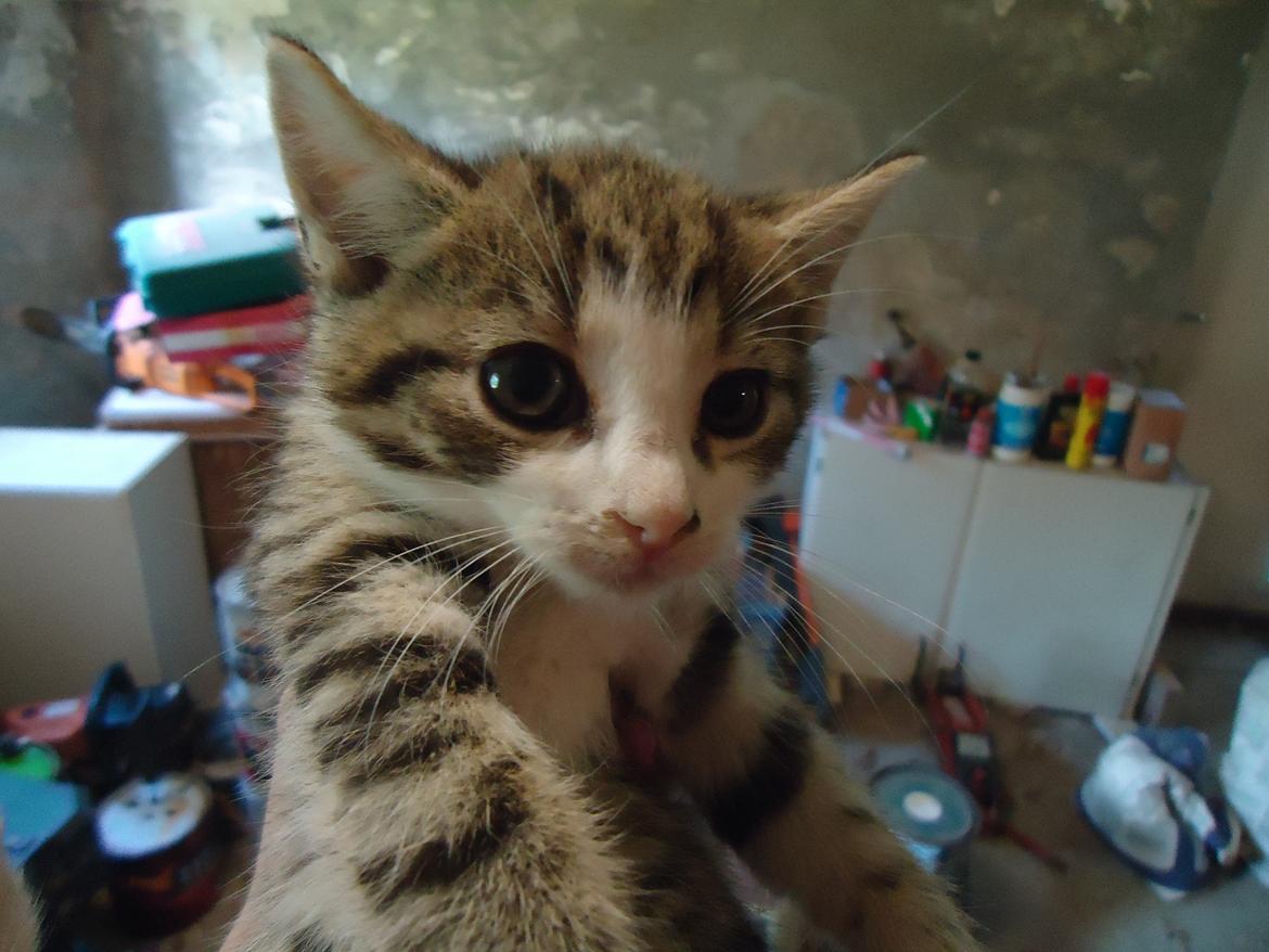 Huskat Tropaz solgt - Tropaz den lille vildbasse;D billede 1