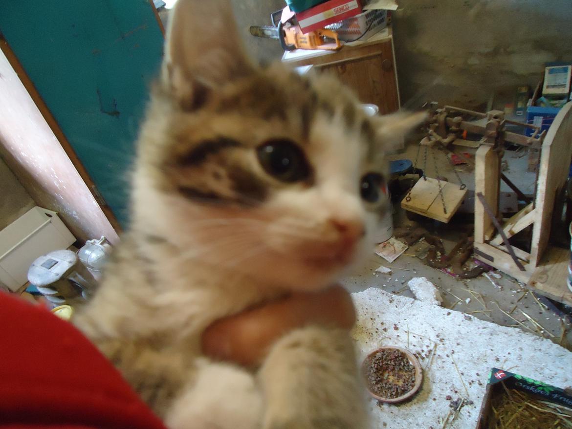 Huskat Tropaz solgt - Tropaz har fået øje på noget spændende!:-o billede 2