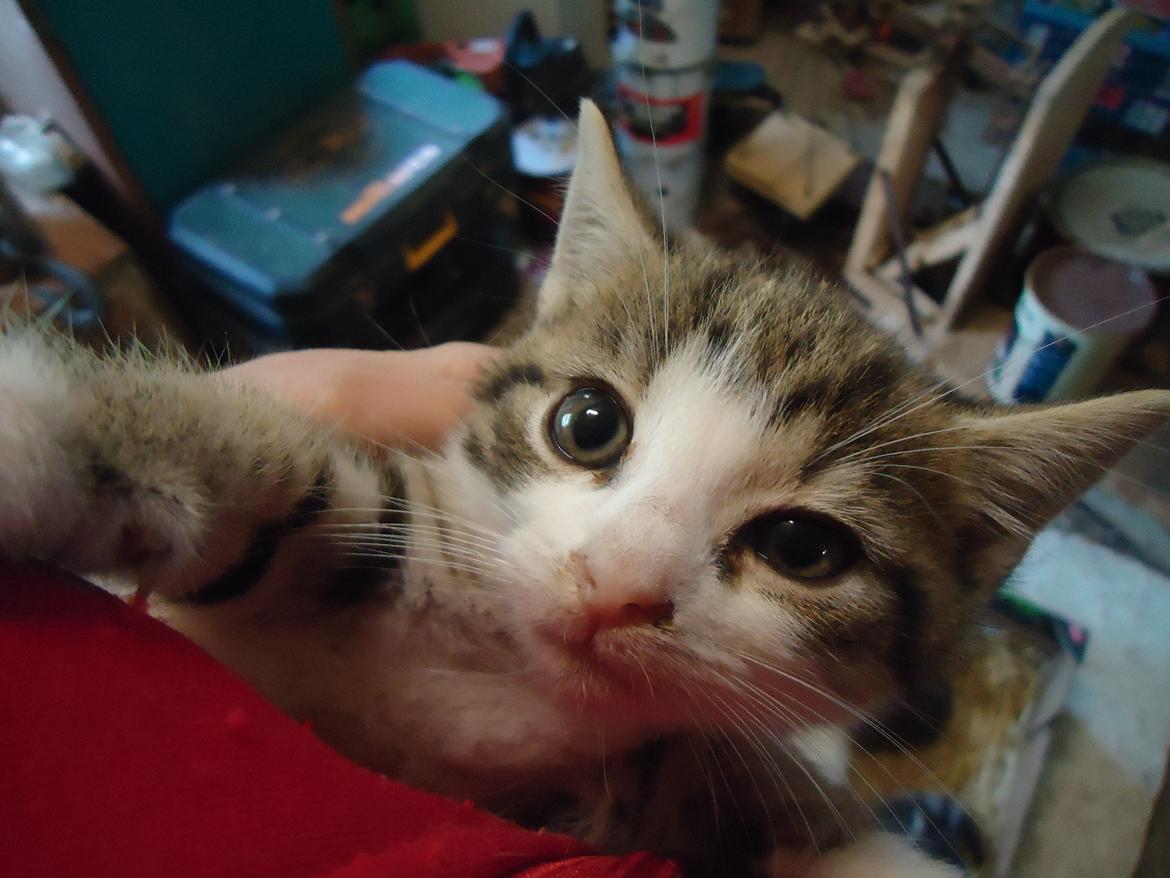 Huskat Tropaz solgt - HALLO!? Jeg VIL altså op til dig! billede 3