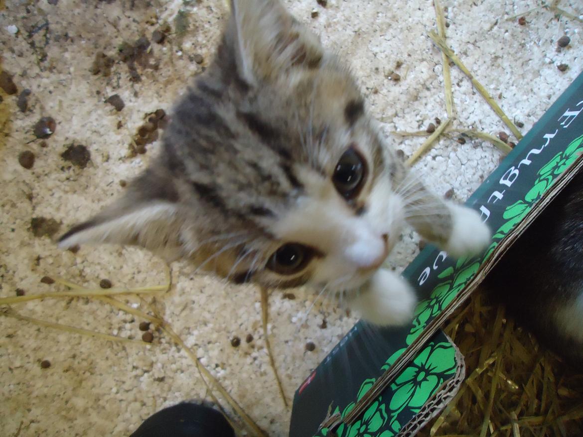 Huskat Tropaz solgt - Det her er bare spændende!;D billede 4