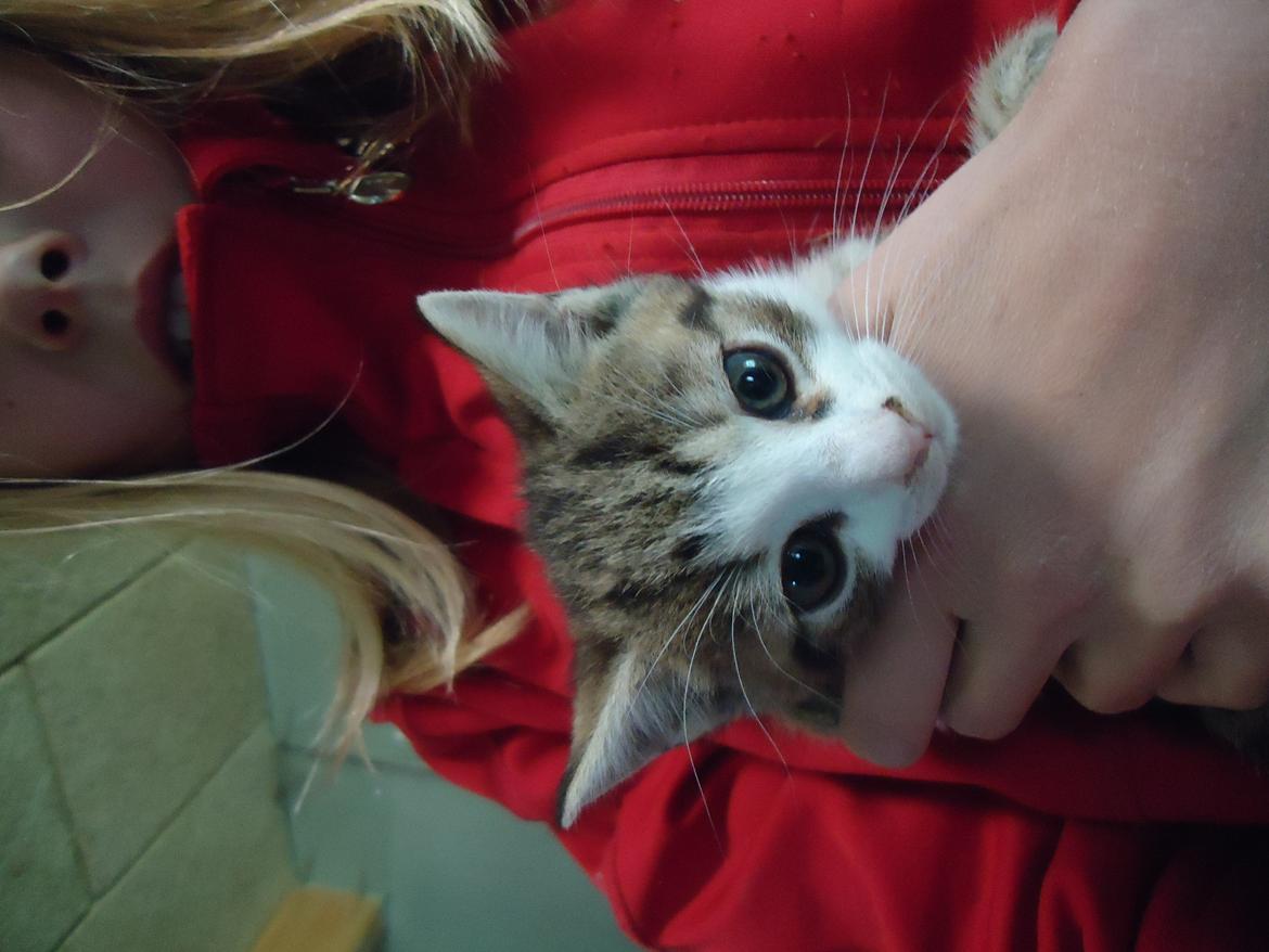 Huskat Tropaz solgt - Er han ikke kær?;D billede 5