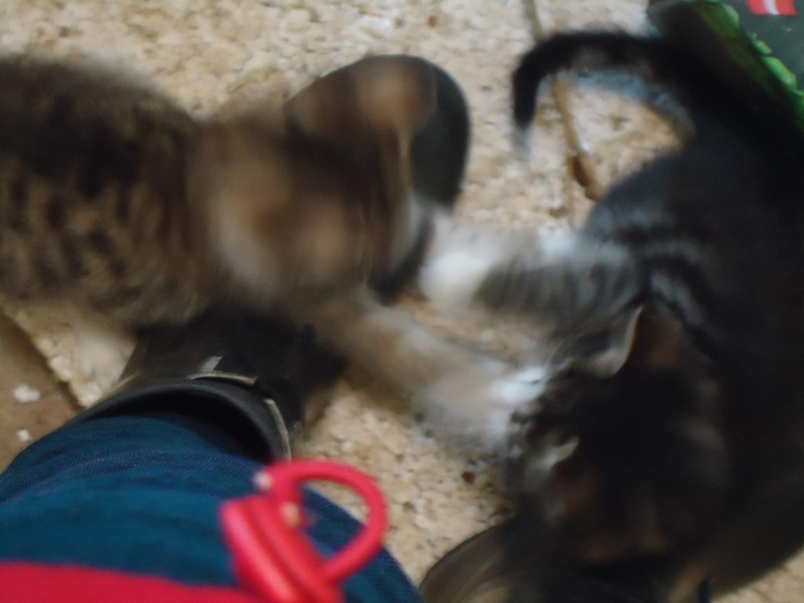 Huskat Tropaz solgt - Tropaz i en vild leg med Emil!;D De to legesyge vildbasser!;D billede 6