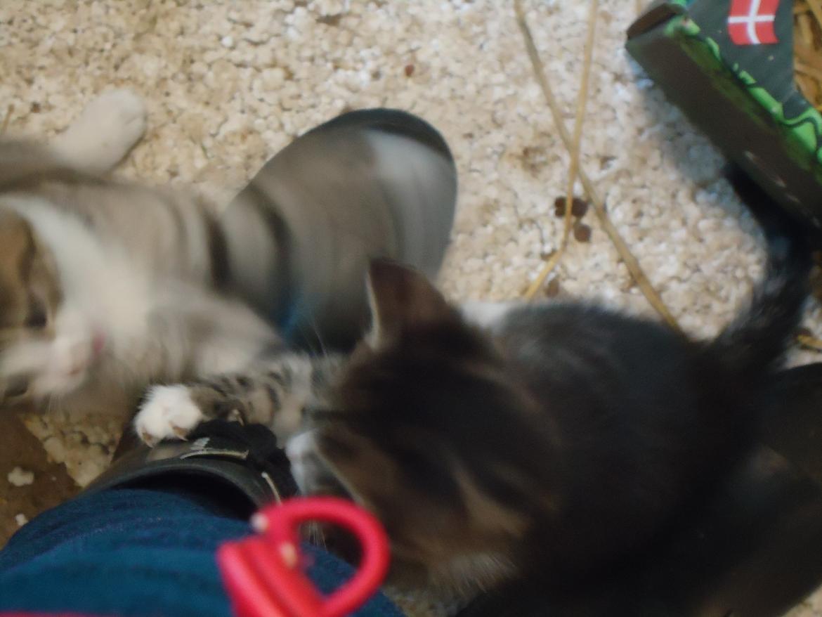 Huskat Tropaz solgt - Tropaz i en vild leg med Emil!;D De to legesyge vildbasser!;D billede 7