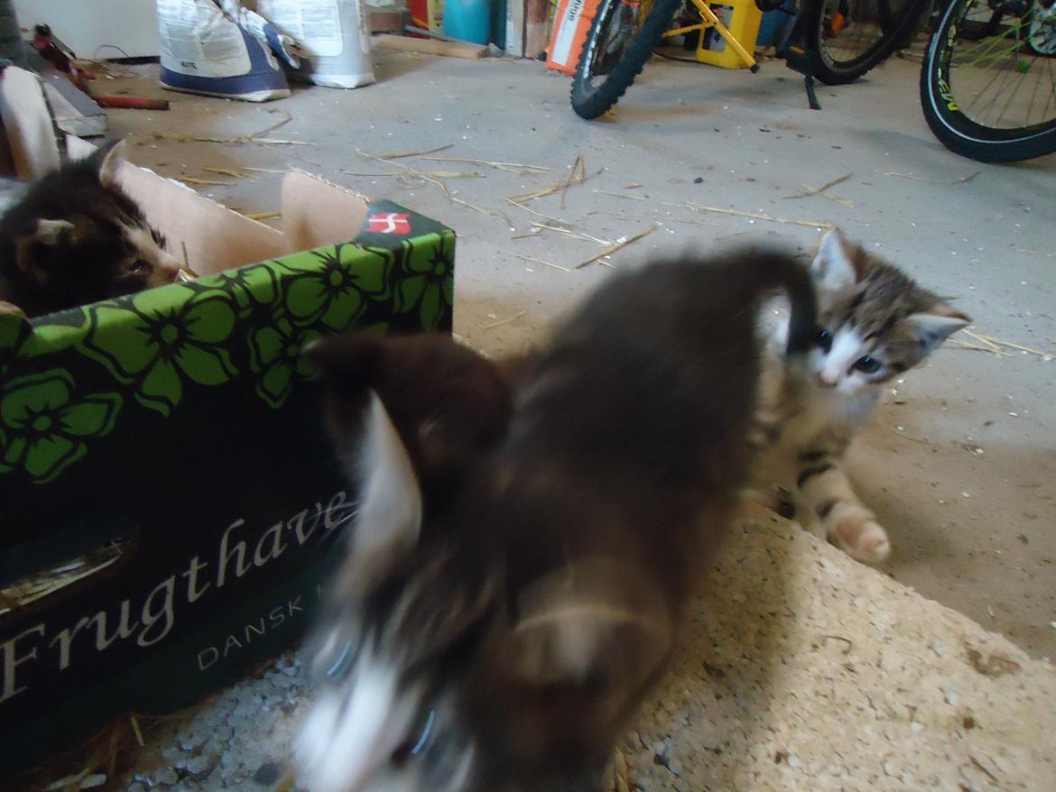 Huskat Tropaz solgt - Tropaz sidder bagerst, han er ved at lege med Emil, men Emil flygter!;D billede 8