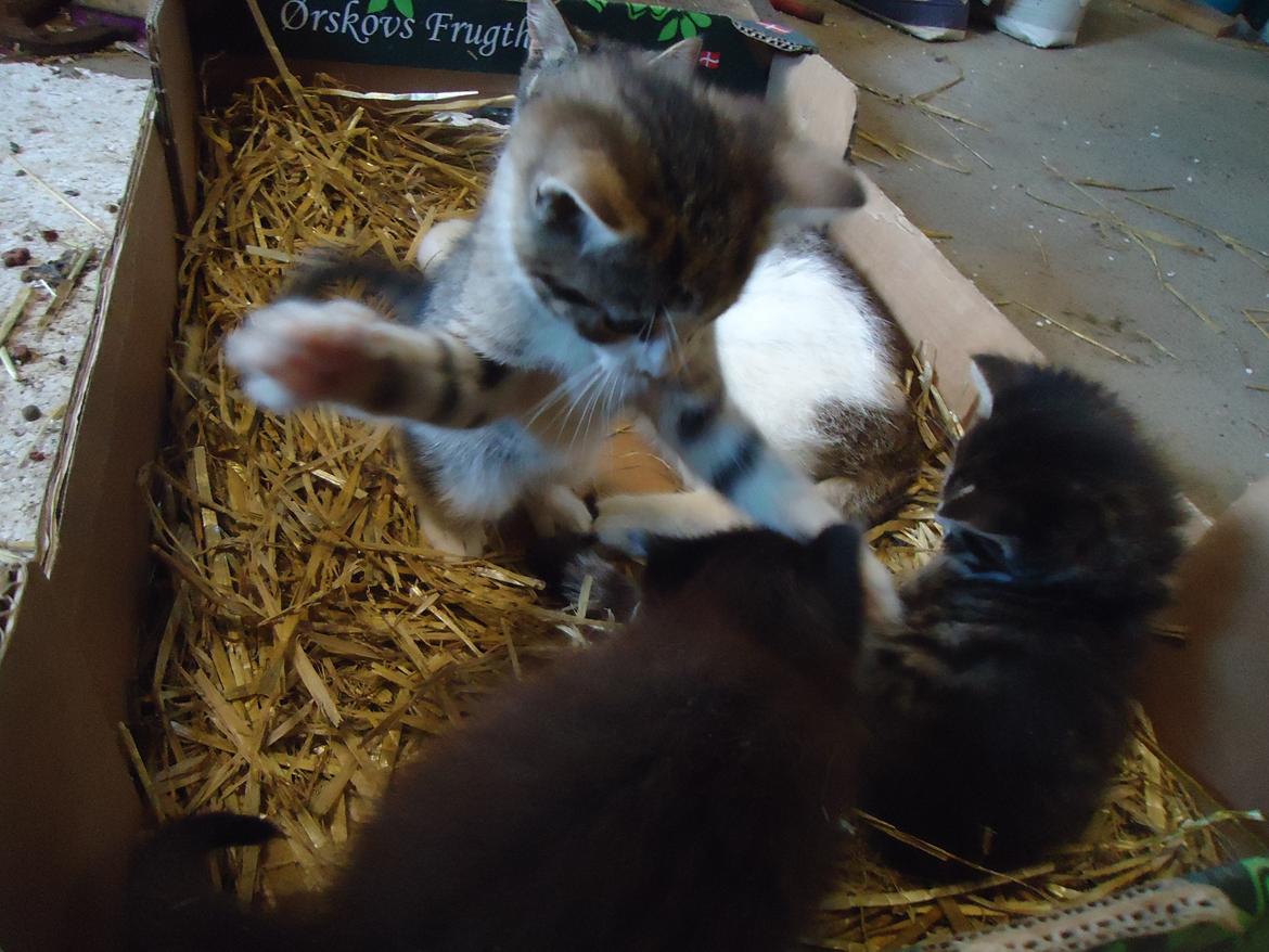 Huskat Tropaz solgt - Tropaz angriber Martinus, og Tigermis sidder bare stille og roligt og kigger på;D billede 9