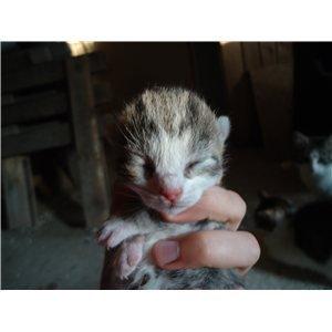 Huskat Tropaz solgt - Tropaz som helt lille, er han ikke kær?;D billede 10