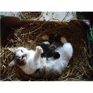 Huskat Tropaz solgt - Tropaz´s mor Trunte mader lige kuldet;D billede 11