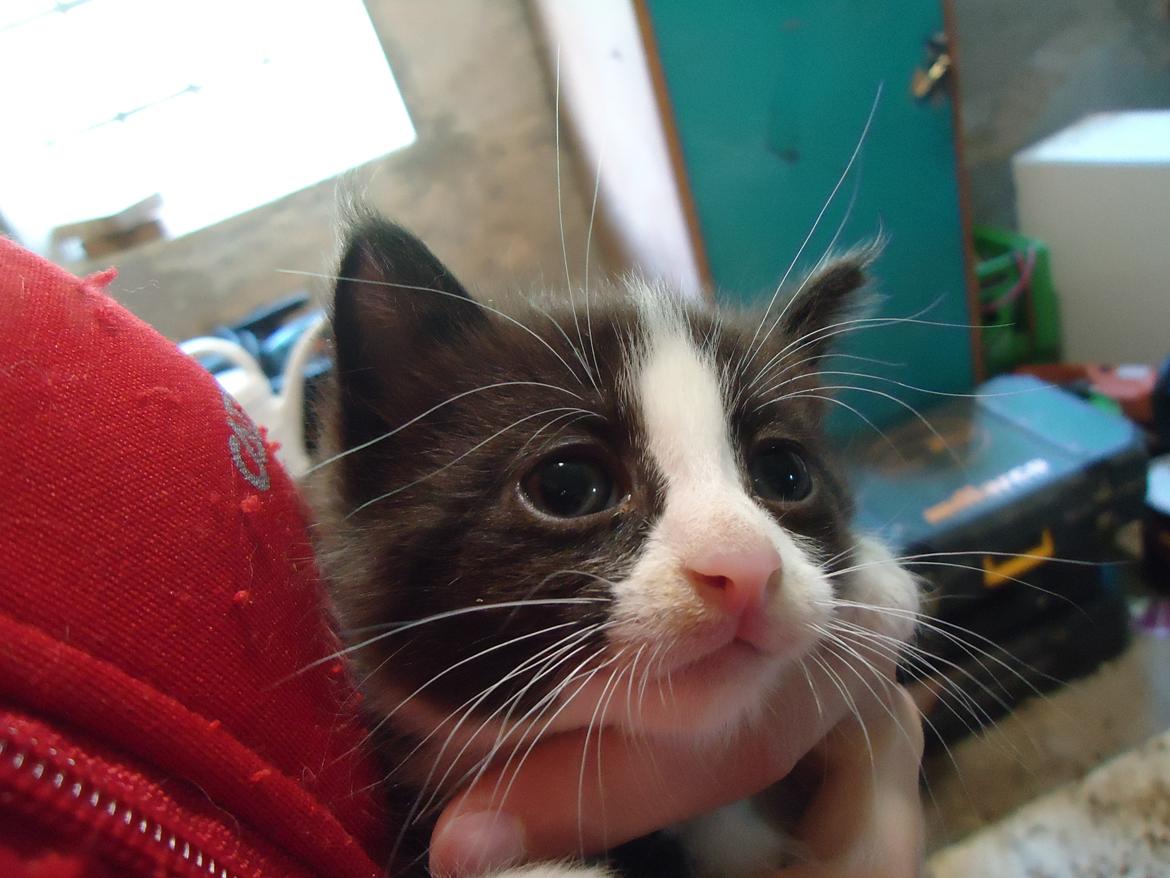 Huskat Martinus solgt - Er han ikke kær?;D billede 1