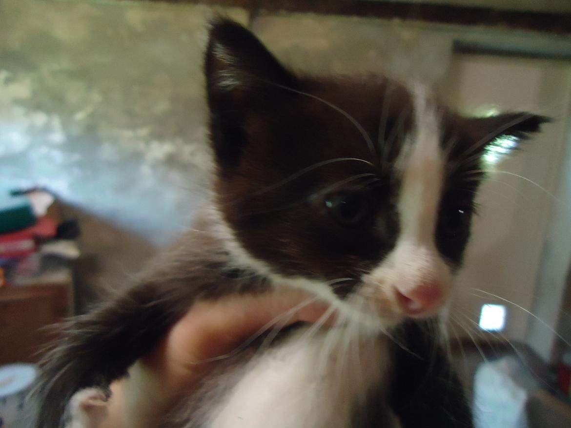 Huskat Martinus solgt - Lille skid;D billede 2