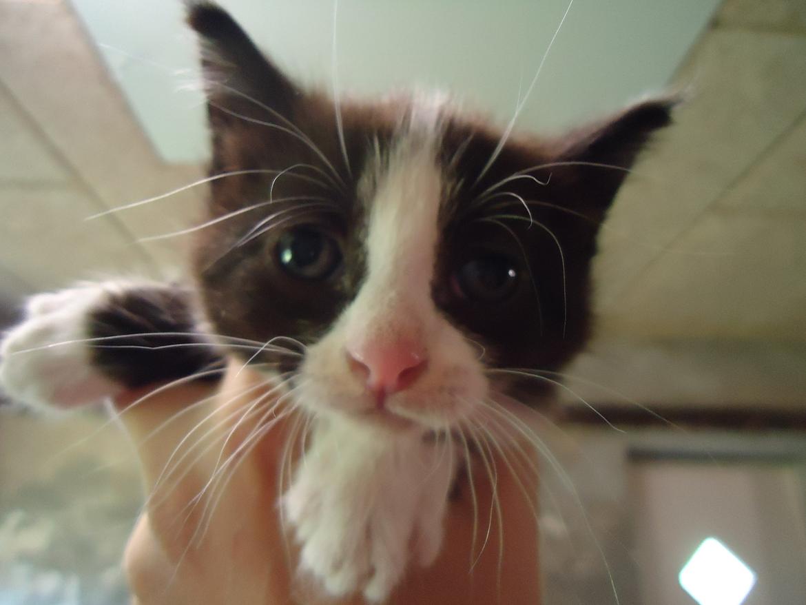 Huskat Martinus solgt - Nuuurrhh lille Martinus;D billede 3