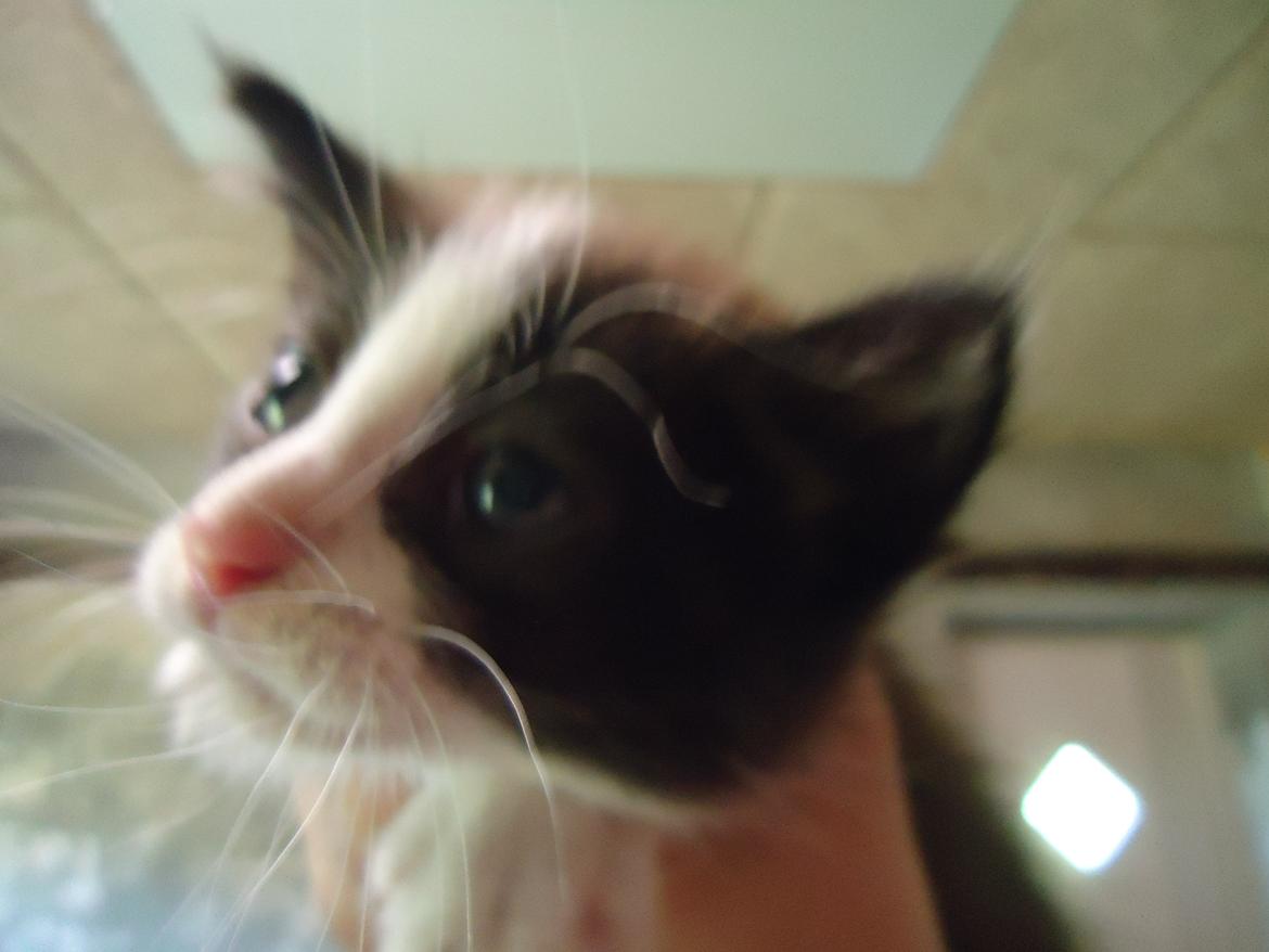 Huskat Martinus solgt - Haha han slapper lige af;D billede 4