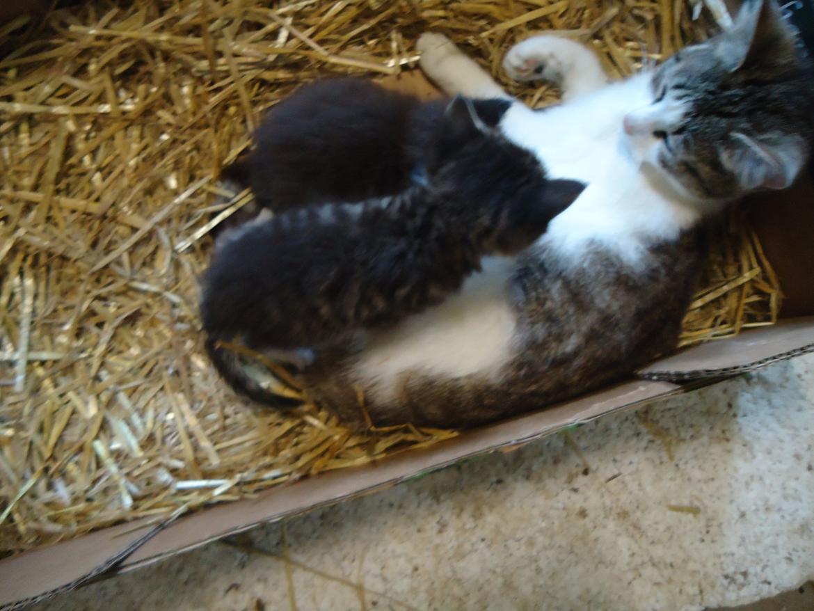 Huskat Martinus solgt - Martinus og Tigermis får lige mælk af Fiona;D billede 6