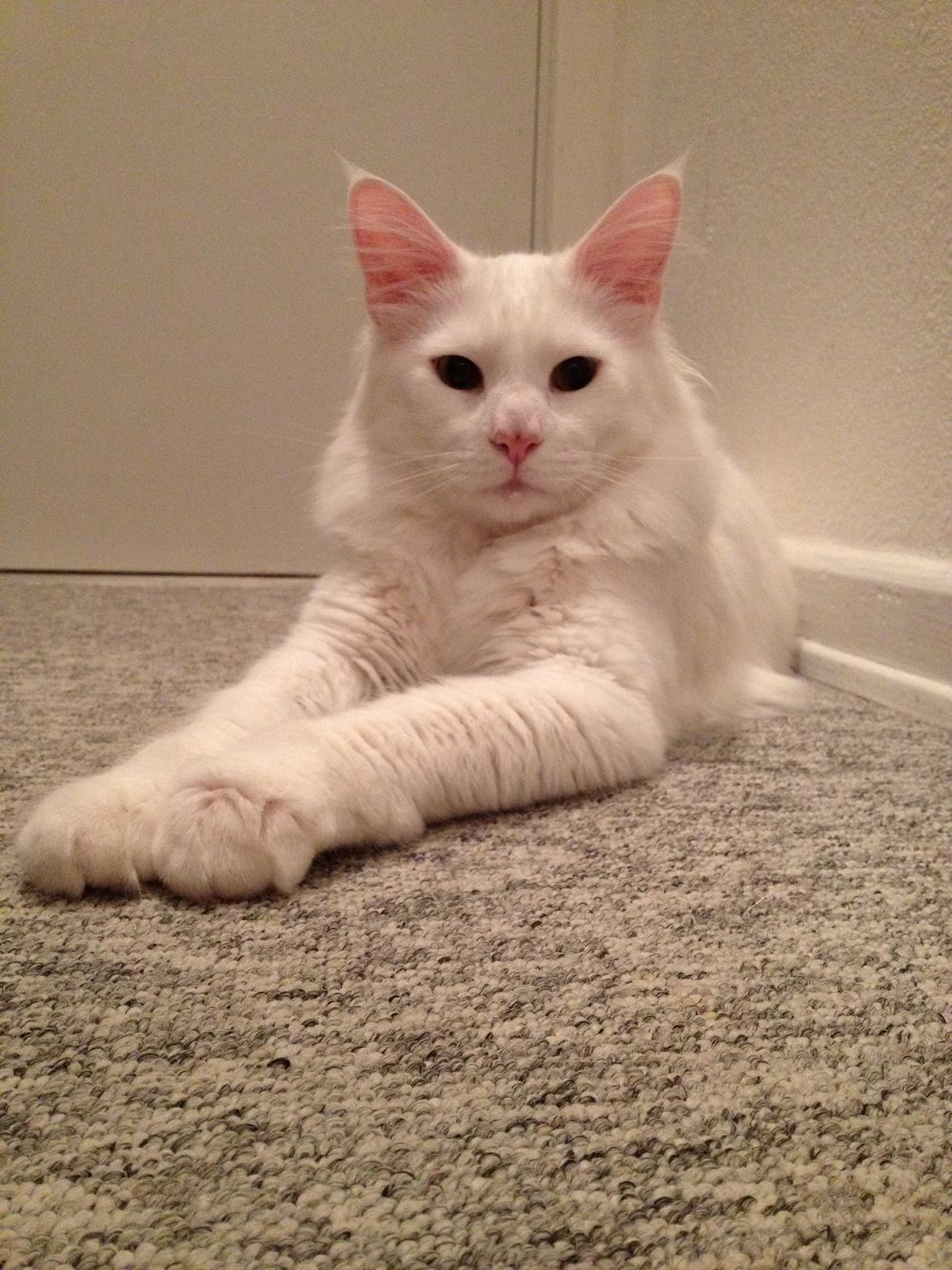 Blanding af racer Cato billede 1