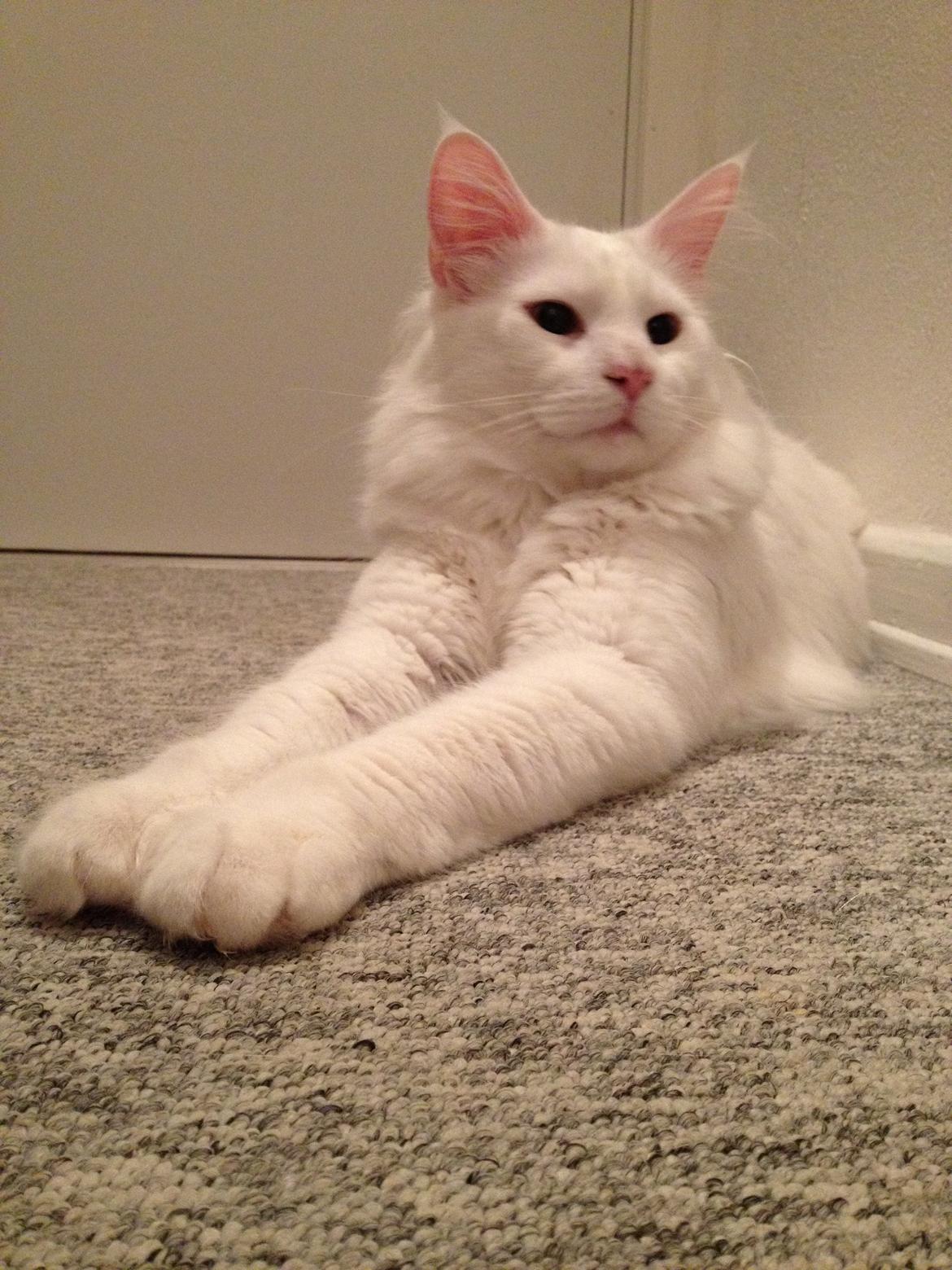 Blanding af racer Cato billede 5