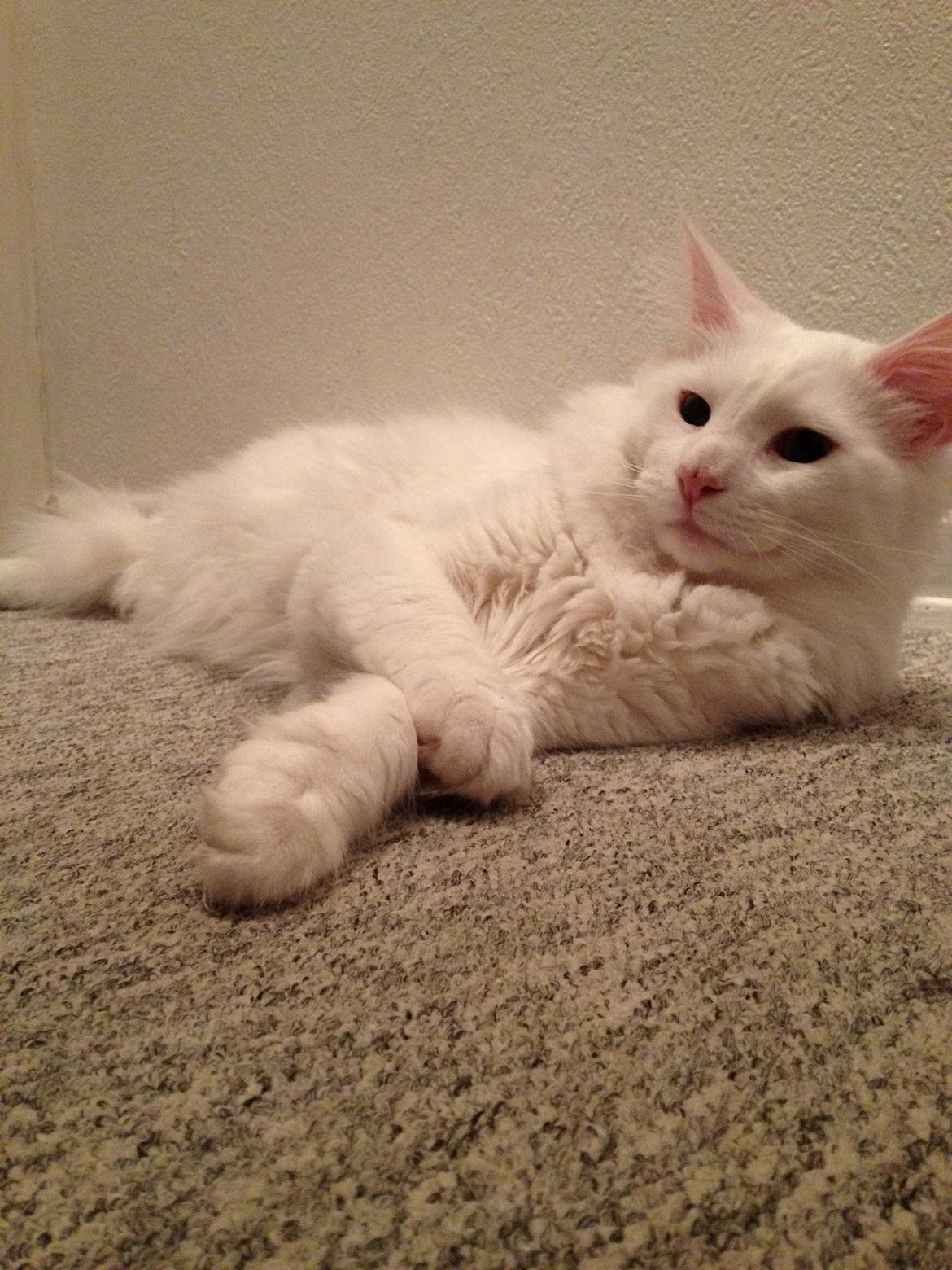 Blanding af racer Cato billede 8