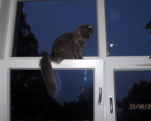 Maine Coon Coco Skye billede 2