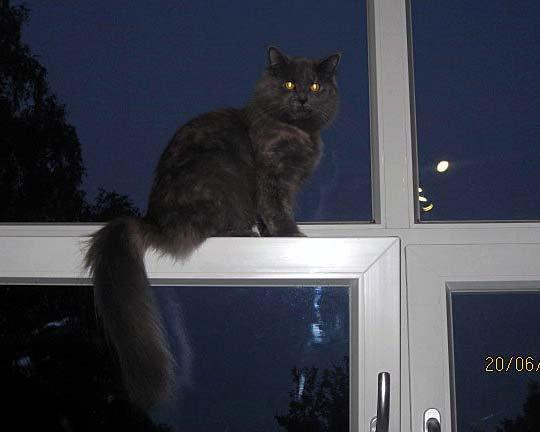 Maine Coon Coco Skye billede 1