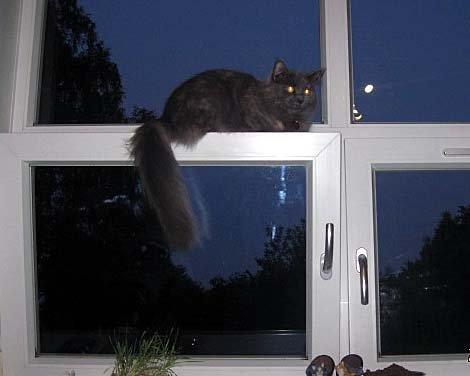 Maine Coon Coco Skye billede 3