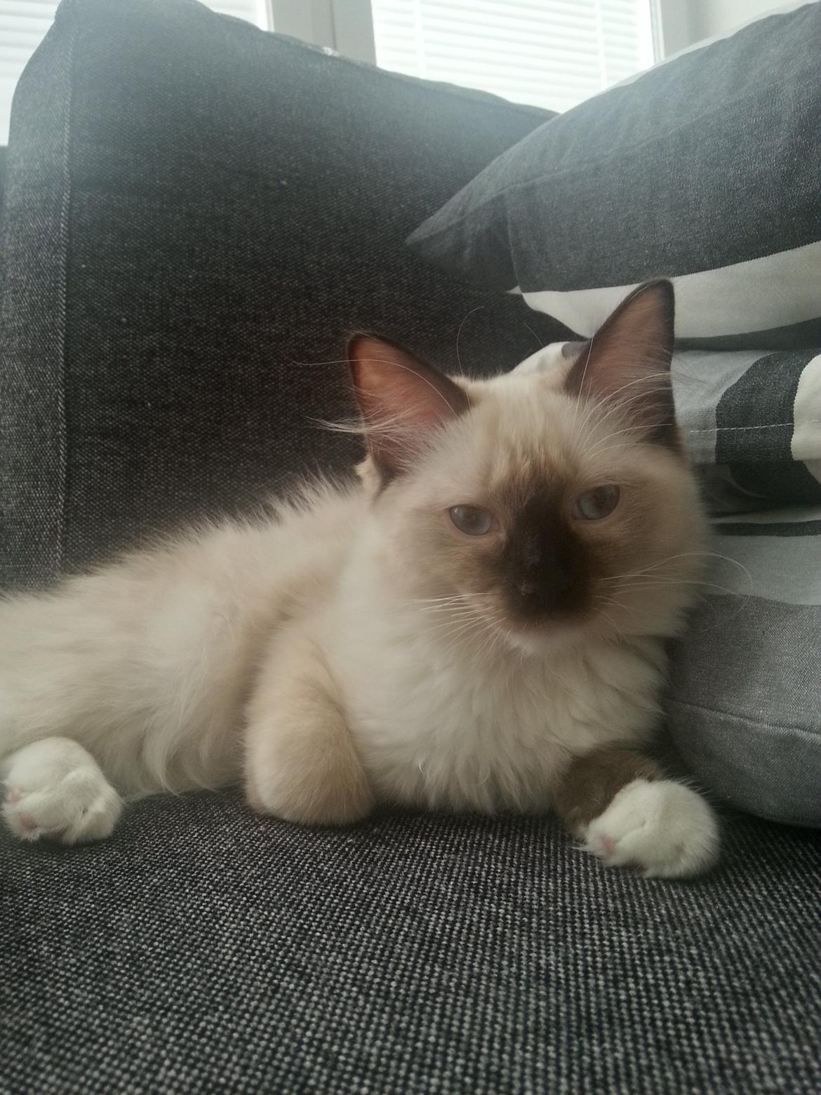 Ragdoll Mingus billede 8