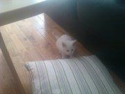 Huskat snowie billede 1