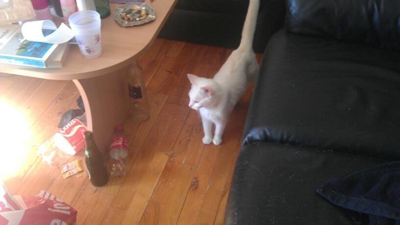 Huskat snowie billede 2