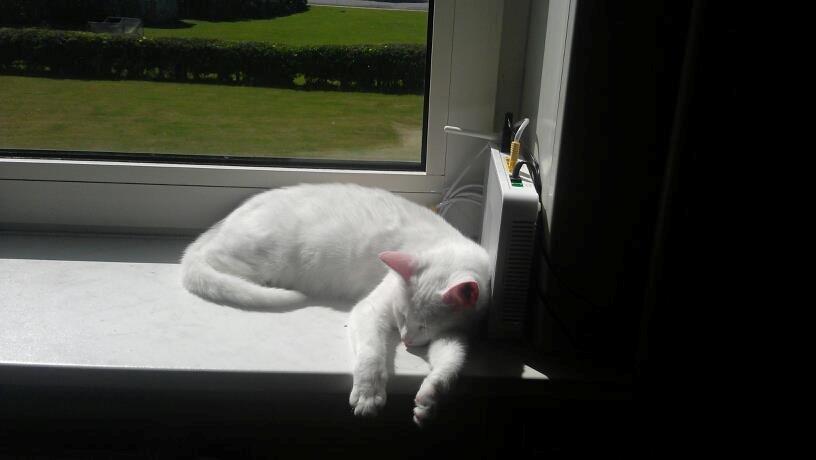 Huskat snowie billede 3