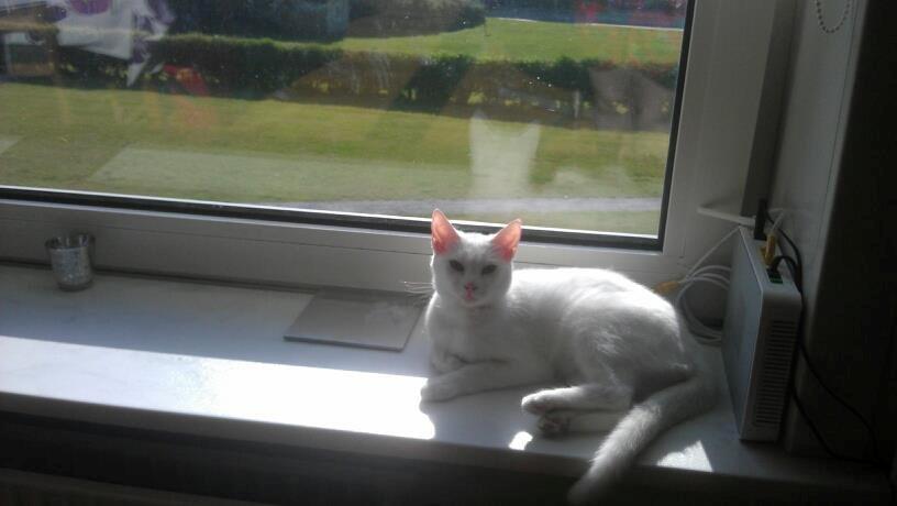 Huskat snowie billede 4