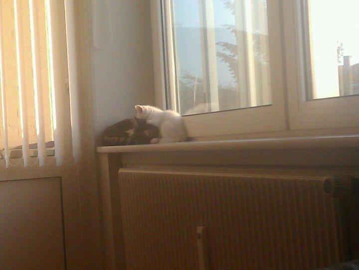 Huskat snowie billede 5