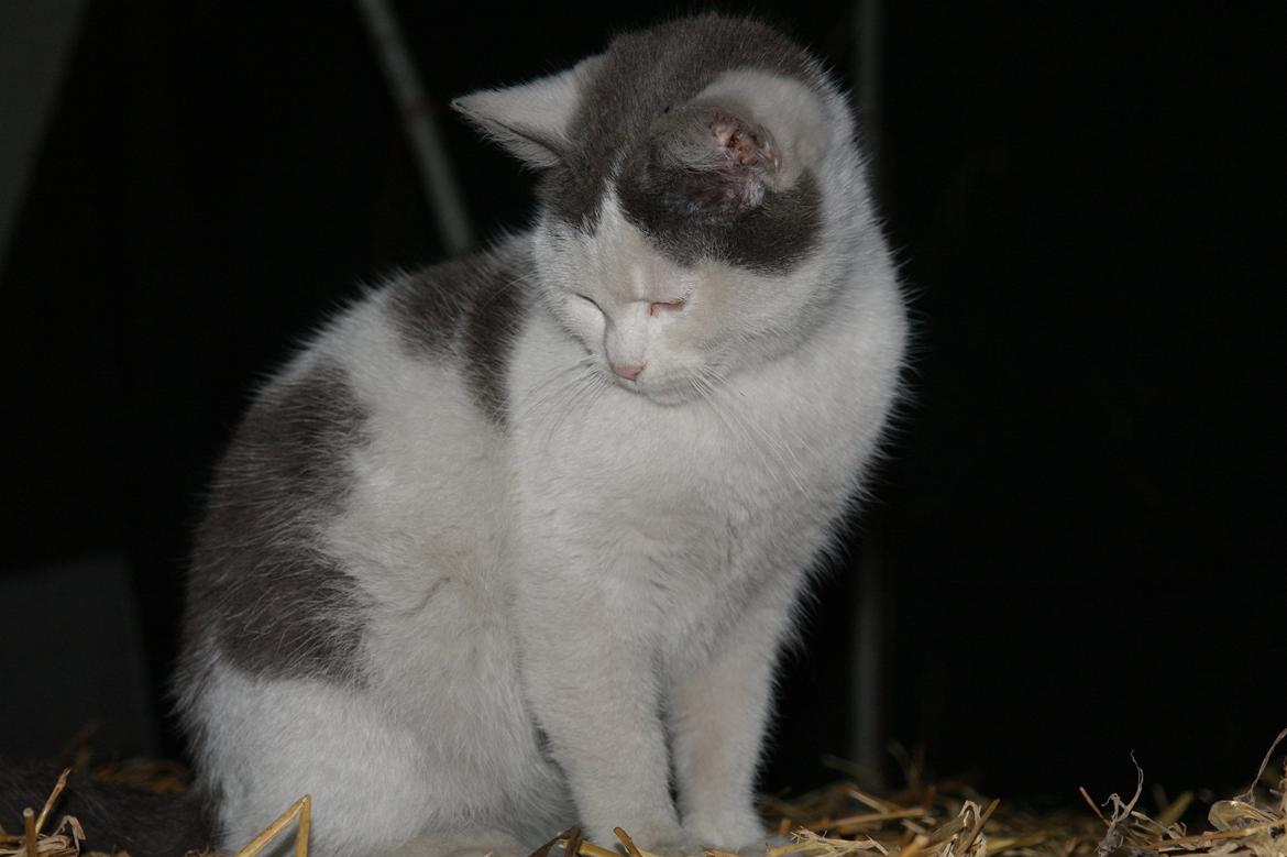 Blanding af racer Spiderman II |Min Engel|<3 billede 1