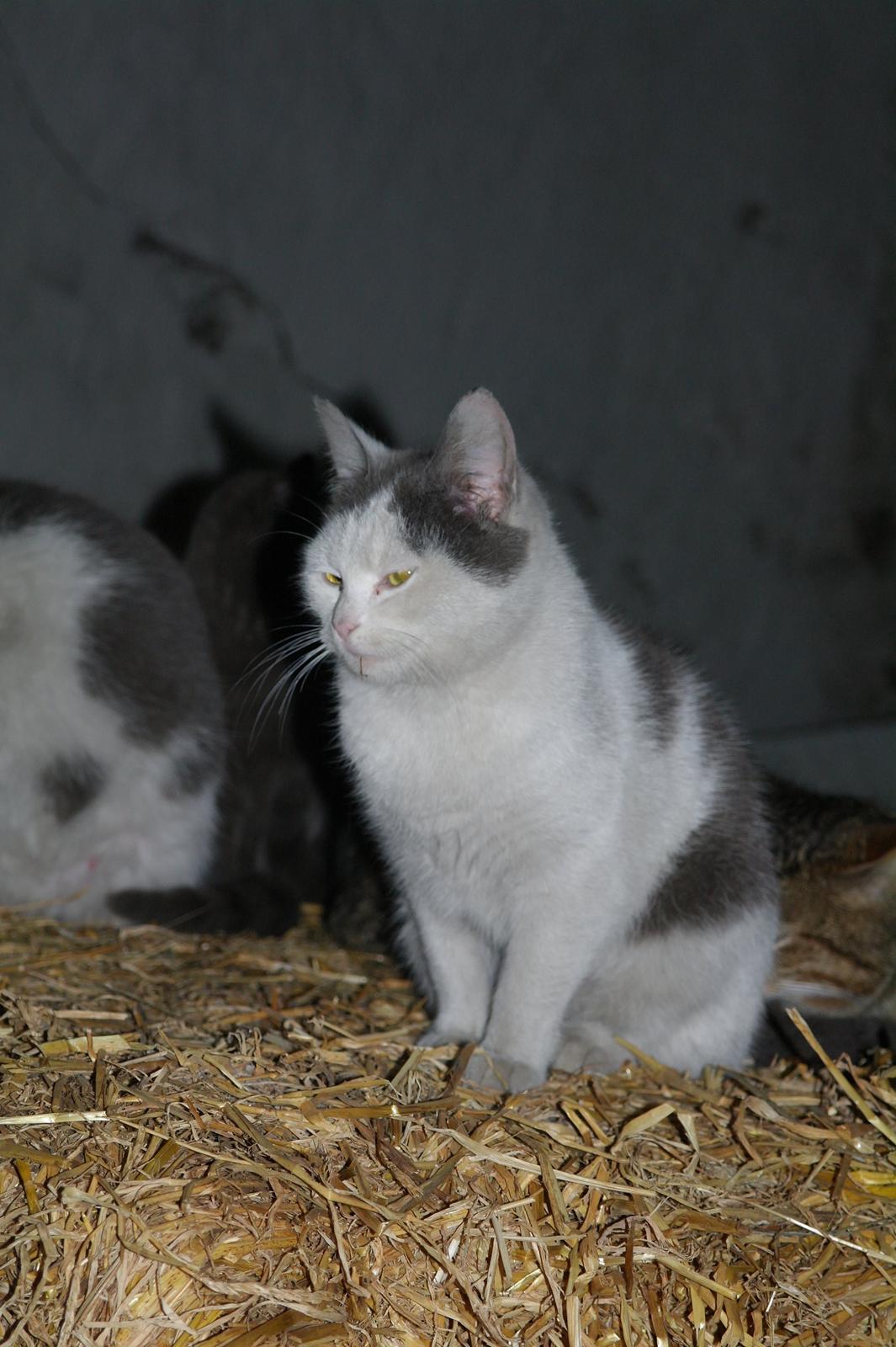 Blanding af racer Spiderman II |Min Engel|<3 billede 2