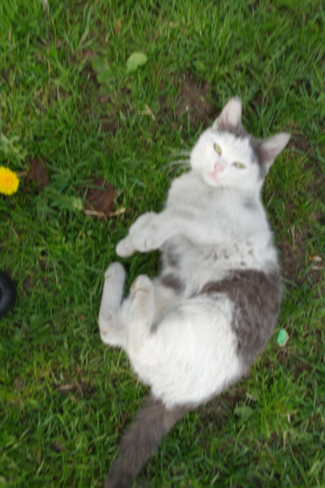 Blanding af racer Spiderman II |Min Engel|<3 billede 3