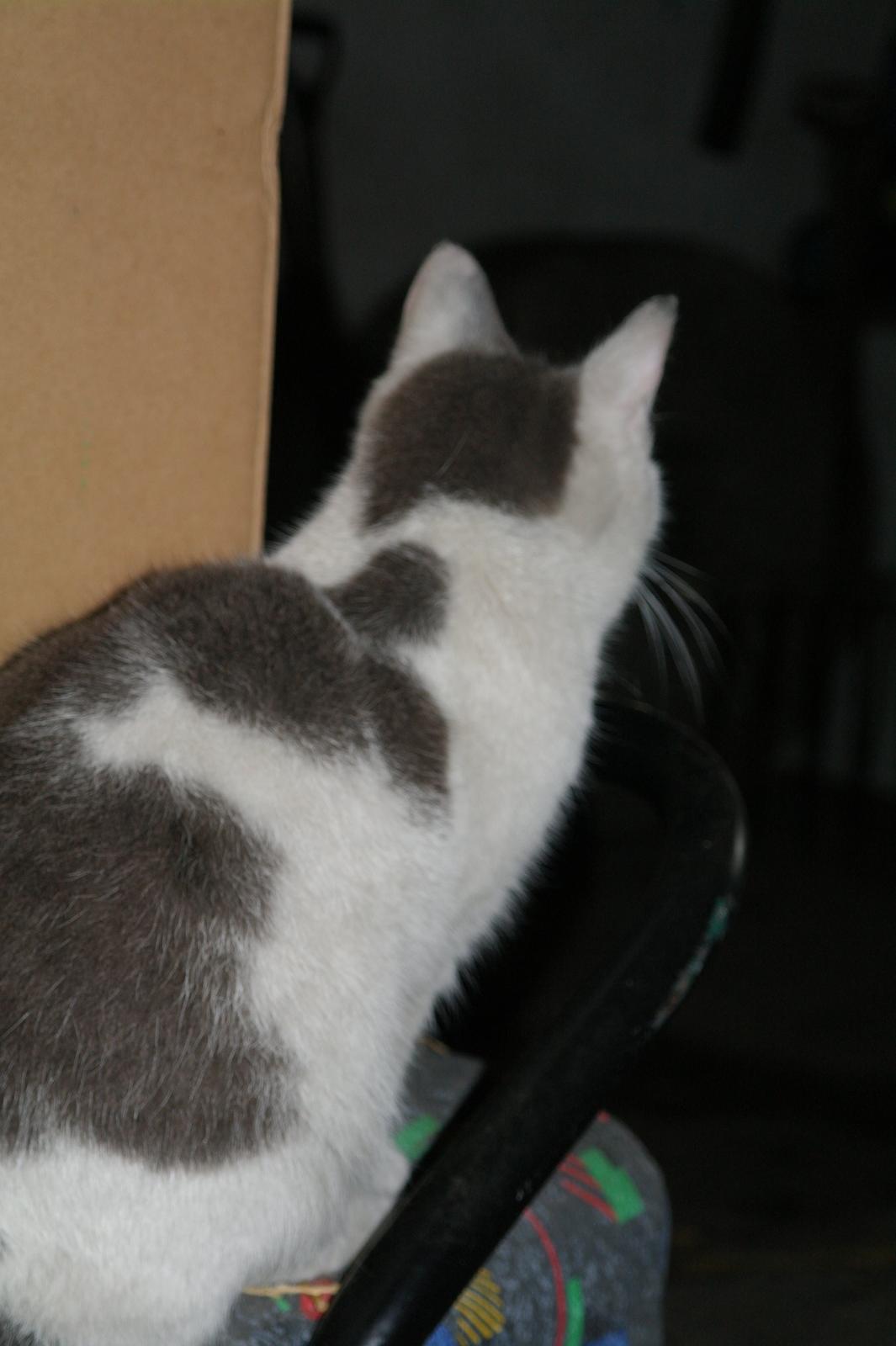 Blanding af racer Spiderman II |Min Engel|<3 billede 4