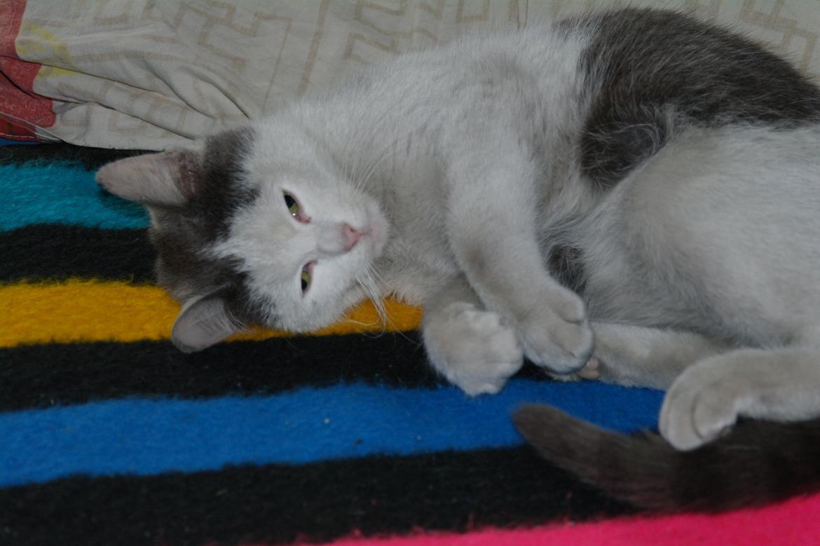 Blanding af racer Spiderman II |Min Engel|<3 billede 5